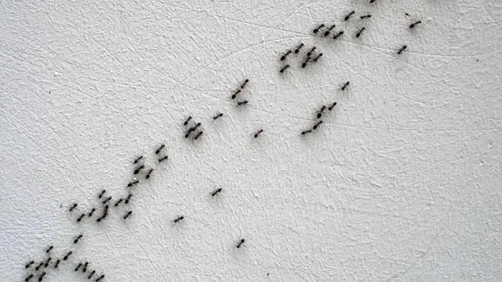 Come allontanare le formiche dal giardino? Ecco il prodotto perfetto